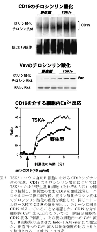 図 3 TSK/＋ マウス由来 B 細胞における CD19 シグナル伝 達の亢進．CD19 のチロシンリン酸化については， TSK/＋ および野生型 B 細胞（それぞれ 3 匹）を脾臓 より精製し，無刺激のまま CD19 を免疫沈降し，ニト ロセルロース膜に転写後，抗リン酸化チロシン抗体に てチロシンリン酸化の程度を検出した．同じニトロセ ルロース膜で CD19 の量を検出し，各レーンに同量の CD19 が入っていることを確認した．CD19 を介する 細胞内 Ca 2＋ 流入反応については，脾臓 B 細胞を
