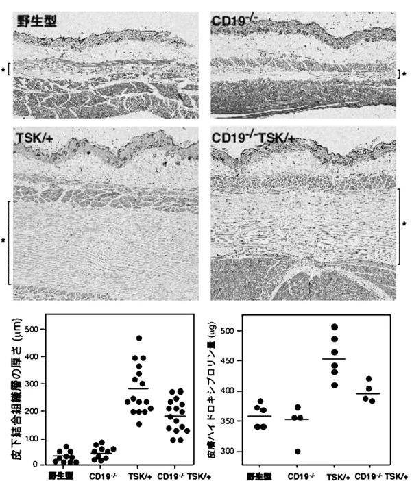 図 4 TSK/＋ マウスにおける皮膚硬化に対する CD19 欠損の影響．皮膚の H &amp; E 染色像における＊は皮下結合組織層を示す． 各マウスの皮膚硬化の程度を，皮下結合組織層の厚さおよび皮膚ハイドロキシプロリン量を測定することによって定量化 した．文献 39 より改変． る．このバランスが崩れると（つまり，MMP 活性 の低下あるいは TIMP 活性の亢進が起こると），線 維化の病態を生じる可能性が示唆されている． 2