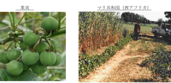 図 2-8  ジャトロファの果実            果実                              マリ共和国（西アフリカ）  ジャトロファは雨量の少ない痩せた土地で栽培が可能で、図 2-8 の写真に示すように、 中央アフリカでは砂漠化防止のための植林として利用されている。さらに果実から搾油さ れる油は、燃料や石鹸として利用できるので、農村地域では新たな収入源としても期待で きる。インドでは（表 2-3）大規模なジャトロファ栽培による新たな雇用創出を目指して いる。このように、ジャトロフ
