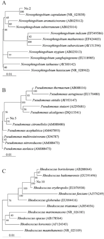 Fig. 1.  Phylogenetic trees of Novosphingobium  species (A),  Pseudomonas species (B) and Rhodococcus species (C) based  on the 16S rRNA sequences