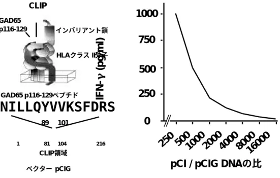 図 4.  Ｔ細胞クローンによる IFN-γの産生を指標とした、GAD65  /  CLIP  置換型 Ii  鎖遺伝 子を一過性に発現する細胞の検出限界の決定 17)