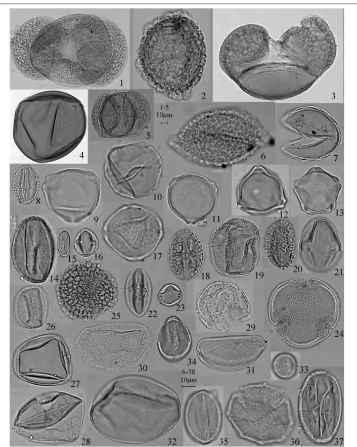 Fig. 3 Characteristic pollen obtained from the upper humus layer of Naka-ikemi, Fukui Prefecture with specimen and sam- sam-ple  numbers