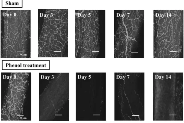 Fig. 1. EŠects of Topical Phenol Treatment in Rat Superior Mesenteric Arteries
