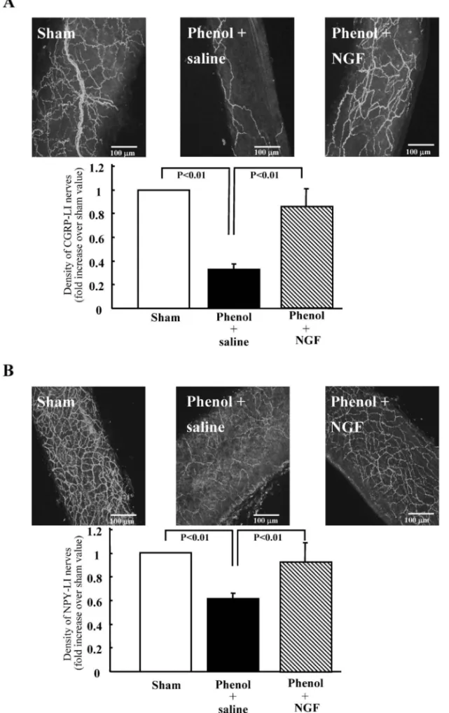 Fig. 2. EŠects of NGF Treatment to Phenol-treated Rats in Perivascular Nerves
