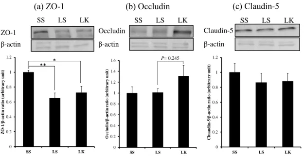 Fig. 7 は、第 1 編で示した Scheme 1 の 3 回目の LPS 投与から 4 時間後のマウ ス脳毛細血管内皮細胞中の TJ 関連タンパク質発現量をウエスタンブロット法に より測定した結果である。 ZO-1 発現量は SS 群と比較して LS 群および LK 群で 有意に低値を示したが、 LK 群は LS 群よりもわずかに高い値を示した（Fig
