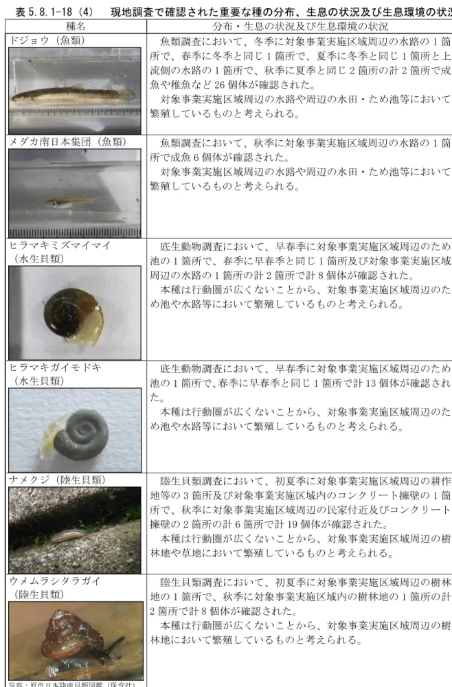 表 5.8.1-18（4）  現地調査で確認された重要な種の分布、生息の状況及び生息環境の状況  種名  分布・生息の状況及び生息環境の状況  ドジョウ（魚類）  魚類調査において、冬季に対象事業実施区域周辺の水路の 1 箇 所で、春季に冬季と同じ 1 箇所で、夏季に冬季と同じ 1 箇所と上 流側の水路の 1 箇所で、秋季に夏季と同じ 2 箇所の計 2 箇所で成 魚や稚魚など 26 個体が確認された。  対象事業実施区域周辺の水路や周辺の水田・ため池等において 繁殖しているものと考えられる。  メダカ南日本
