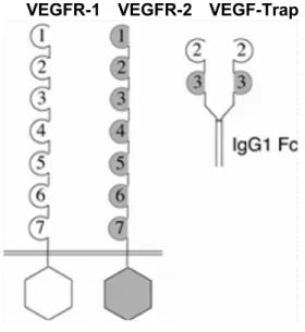 図 2.5.1-1 VEGF Trap の構造