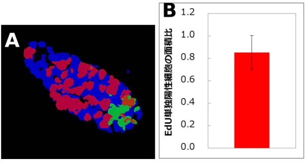 図 2  EdU の投与 4 時間後におけるクリプト内の幹細胞および EdU 陽性細胞の分布  A:  青は細胞核、緑が EGFP ++ (Lgr5 幹細胞)、赤が EdU 陽性細胞を表す。画像は解析のために二値