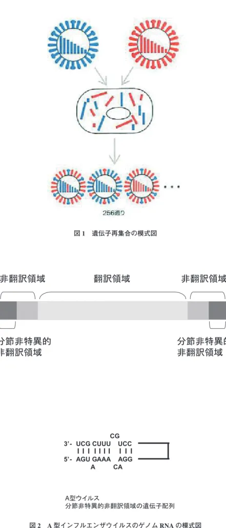 図 1 遺伝子再集合の模式図 図 2 A 型インフルエンザウイルスのゲノム RNA の模式図非翻訳領域翻訳領域 非翻訳領域分節非特異的非翻訳領域 分節非特異的非翻訳領域A型ウイルス 分節非特異的非翻訳領域の遺伝子配列                            CG 