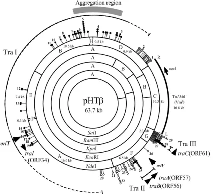 Fig. 3.  Structure of pHTβ, a VanA-type vancomycin-resistant pMG1-like plasmid