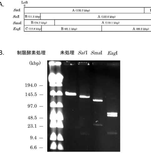 Fig. 5.  Electrophoresis of restriction enzyme-digested pELF1