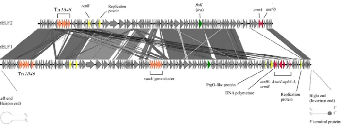 Fig. 7.  Two pELF1-like linear plasmids found in Japanese VRE strains.