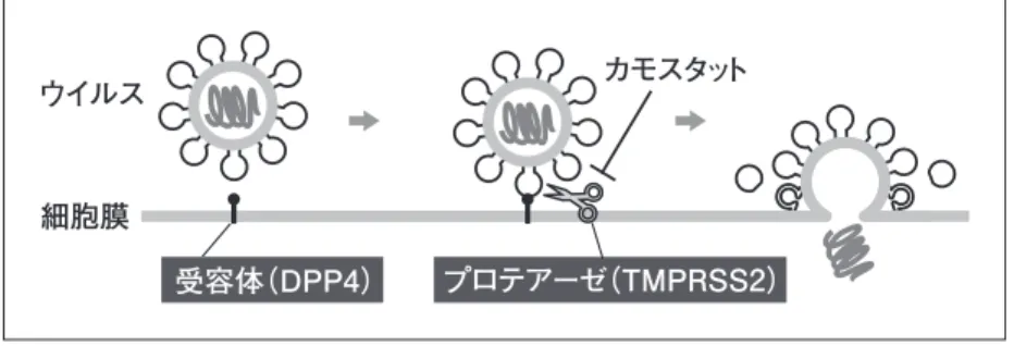 図 3 MERS-CoV の細胞侵入経路受容体（DPP4） プロテアーゼ（TMPRSS2）細胞膜