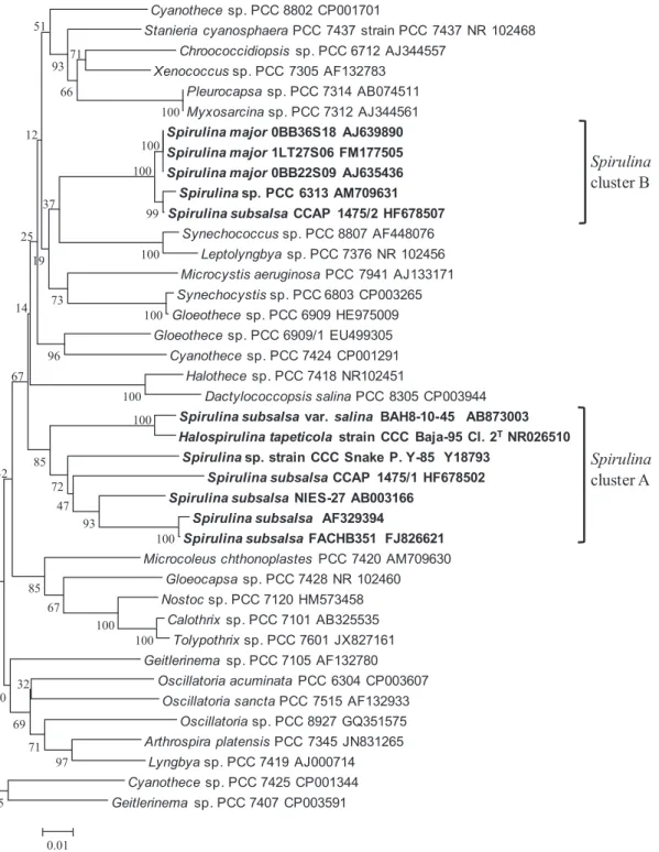 Fig. 4a.  Neighbor-Joining phylogenic tree of cyanobacteria based on 16S rRNA gene sequences.