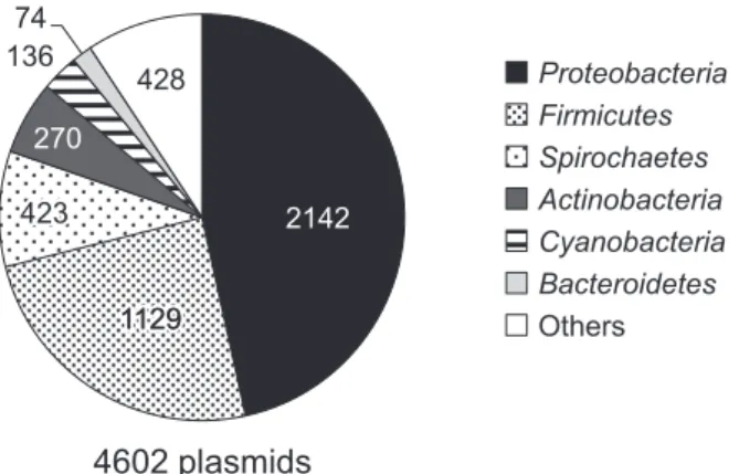 Fig. 2.  Boxplots of plasmids’ sizes (A) and GC contents in major phyla (B). Comparisons of GC contents of host chromosome “C” and plas- plas-mid “P” in host genera (C)
