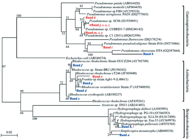 Fig. 4.  Phylogenetic relationships derived from 16S rRNA gene V3 region analysis (150 bp)