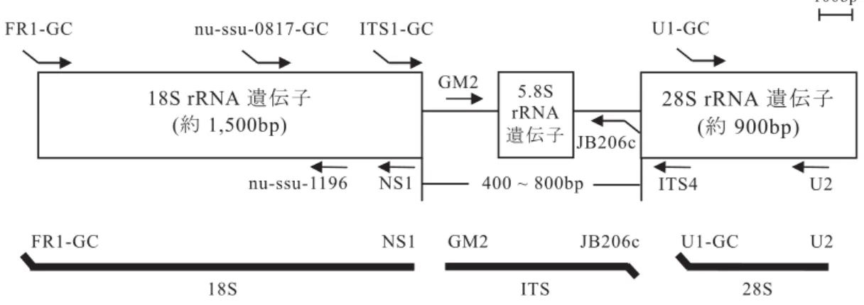 表 2 に示した FR1-GC/NS1 プライマーセット  17) （5 μM）