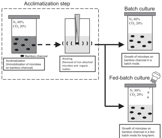 Fig. 1.  Immobilization of microbes in anaerobic sludge and methane fermentation by immobilized microbes on bamboo charcoal.