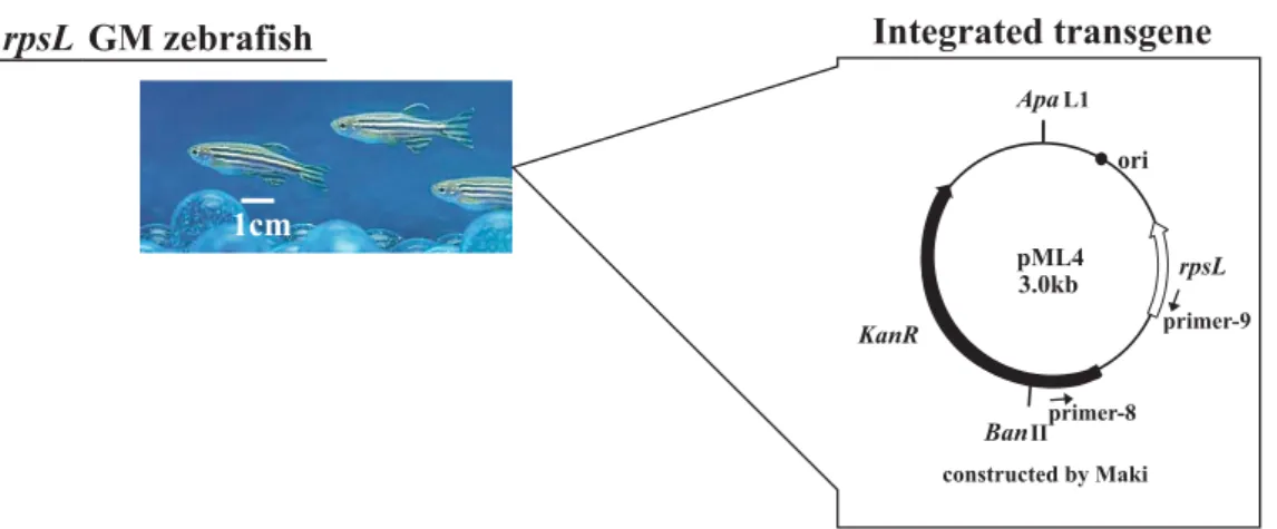 Fig. 1.  Zebrafi  sh and pML4 plasmid.