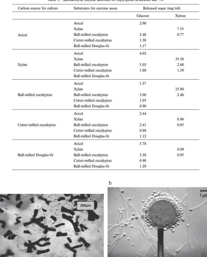 Fig. 1.  Microscopic picture of A. aculeatus KIF 78 (a) and its conidia (b).