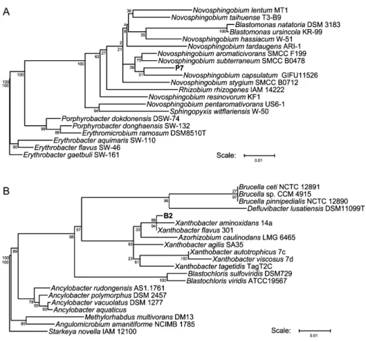 Fig. 3.  Neighbor-joining trees of the 16S rRNA gene sequences.