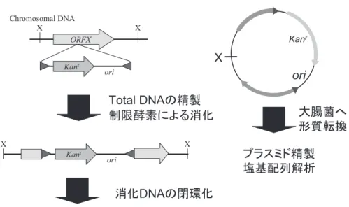 図 5 ．トランスポゾンベクターを用いたゲノム挿入型発現系。 プロテアソームの構成サブユニットそれぞれに対する発現ベクターを構築し，それらを挿入したトランスポゾンベクターを 2 種 を宿主細胞に転位させた。両発現カセットがゲノムに挿入された細胞から，両サブユニットが発現し会合した活性型プロテアソー ムを精製する事が出来た。図 4．トランスポゾンベクター挿入領域の解析。pTNR をはじめとするトランスポゾンベクターによりゲノムに挿入される DNA 領域には，抗生剤耐性遺伝子と大腸菌クローニングベクターの複製開