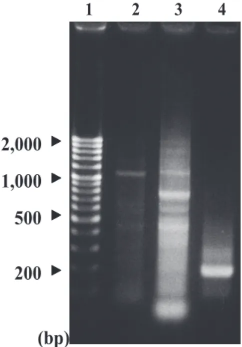 Table 1.  CMCase activities of GST-ORF-1 fusion protein  produced in pGEX4T-1 E.coli expression system.