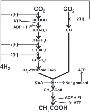 図 3 ．酢酸生成菌の CODH/acetyl-CoA 経路。