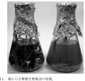 図 1 ．稲わら分解微生物集団の培養。