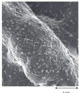 Fig.  1.  Electron micrograph of R. erythropolis C2 (×5.0 K).