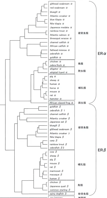 図 5 ．脊椎動物 ER タンパク質の分子系統樹解析。解析には遺伝子解析ソフト Genetyx ver.5.0 の Evolutional Tree 解析を用いた。各遺 伝子の Accession No
