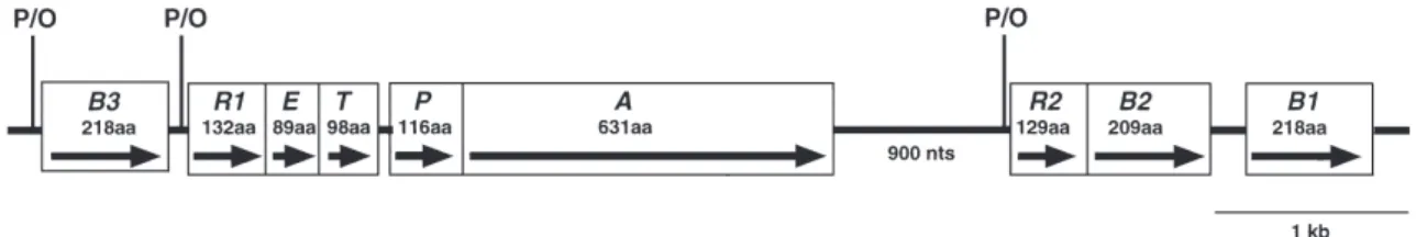 図 1 ．Schematic representation of the mercury-resistant determinant (mer operon) from the three Bacillus strains