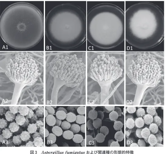 図 4   と関連種の系統関係，最高生育温度，薬剤耐性の関連と PCR 法に よる迅速同定法．レーン 1-3：Aspergillus fumigatus，レーン 4-8：A