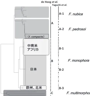 図 8  属菌種の分子系統関係