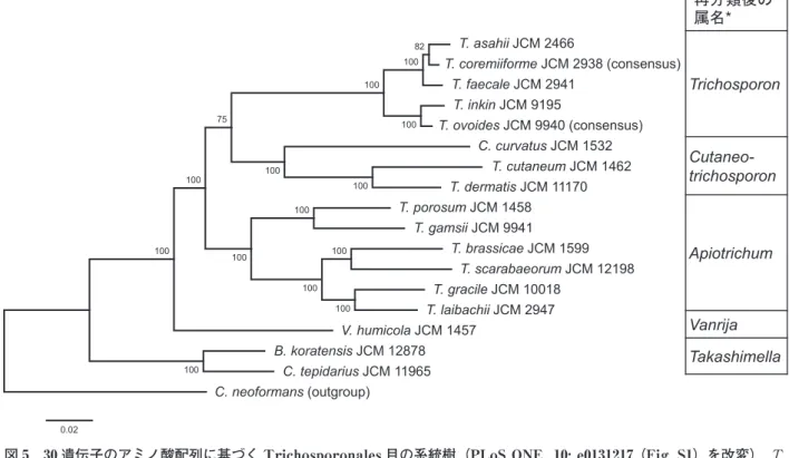 図 5 　  30 遺伝子のアミノ酸配列に基づく Trichosporonales 目の系統樹（ PLoS ONE  10: e0131217  （ Fig. S1 ）を改変）． T