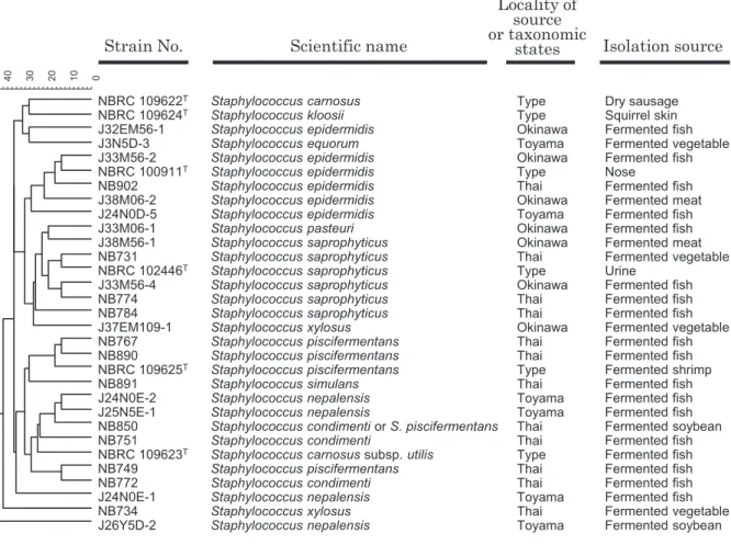 Fig. 5   Cluster analysis of genus   strains isolated from Thai and Japanese fermented foods  with related type strains based on the results of carbohydrate fermentation test.  Scale bar indicates  distance percentage