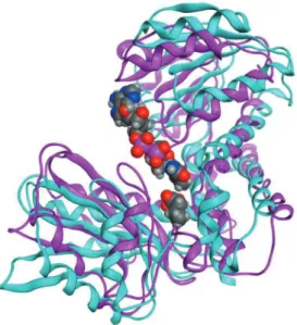 Fig. 2  Superposition  of  model  structures  of  the  L.  sphaericus LeuDH. The superposition of open and  closed forms, which are colored cyan and magenta,  respectively,  was  performed  using  the  MOE  software
