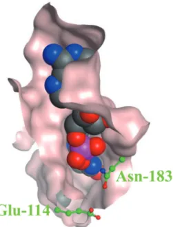 Fig. 6  Close-up views of the active site regions of LeuDH  s u r fa c e   s t r u c t u r e 