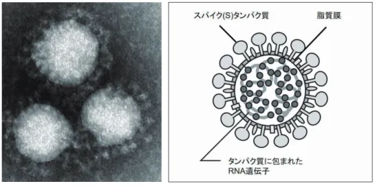 図 1. コロナウイルスの電子顕微鏡写真とその模式図