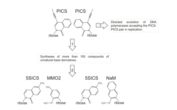 Figure 6.  Romesberg’s unnatural base pairs.