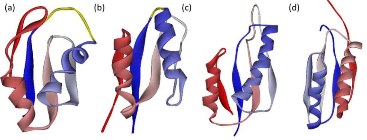 図 1： (a) U1A、 (b) ADA2h、 (c) S6、 (d) S6_p54-55 の天然構造. N 末端から C 末端にかけて青から赤のグラデ ーションで色付けした。U1A と ADA2h の1 と1 をつなぐループは黄色で色付けした。 