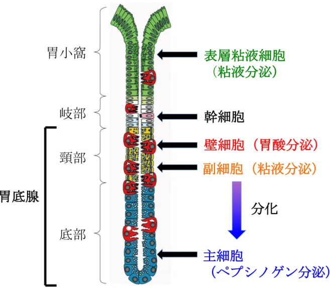 Fig. 2 胃腺の構造と構成細胞 副細胞（粘液分泌）胃小窩岐部頸部底部表層粘液細胞（粘液分泌）幹細胞 壁細胞（胃酸分泌）分化主細胞 （ペプシノゲン分泌）胃底腺 61