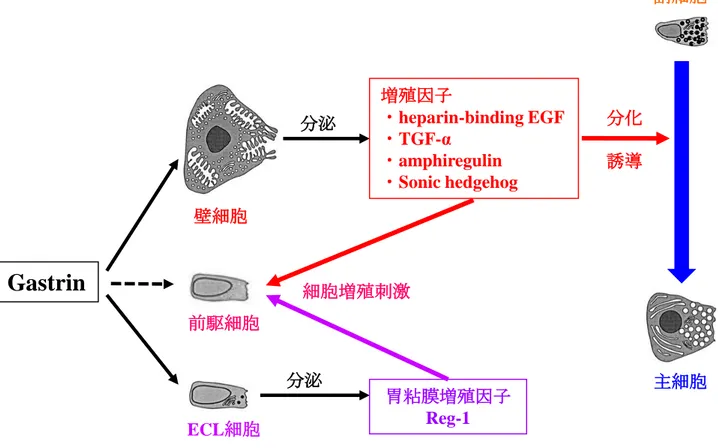Fig. 5 細胞増殖と副細胞から主細胞への分化誘導に対するガストリンの作用Gastrin壁細胞前駆細胞ECL細胞増殖因子・heparin-binding EGF・TGF-α・amphiregulin・Sonic hedgehog胃粘膜増殖因子Reg-1分泌分泌 副細胞主細胞分化誘導細胞増殖刺激 64