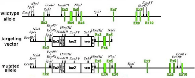 Fig. 6 エズリンノックダウンマウスの作製 （Tamura et al., J Cell Biol 2005）