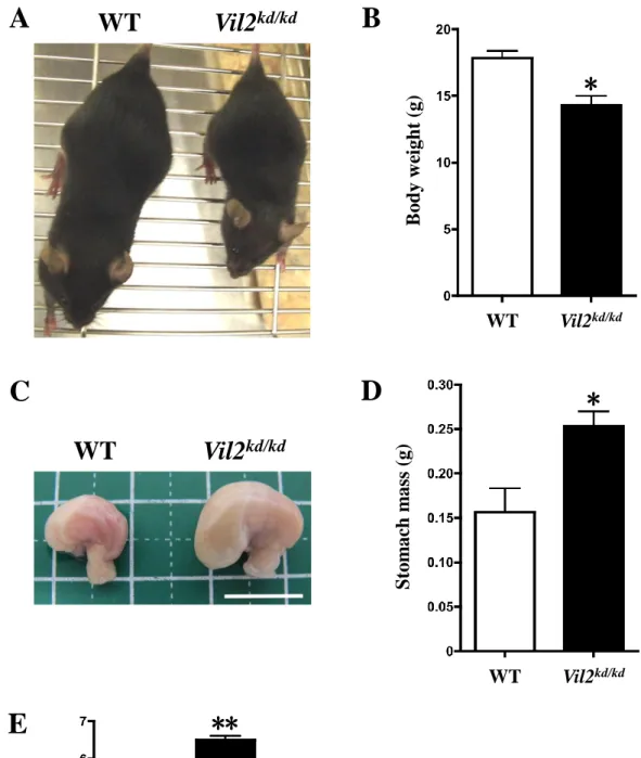 Fig. 7 野生型とVil2 kd/kd マウスの表現型の比較