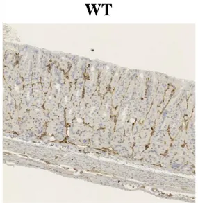 Fig. 12 野生型とVil2 kd/kd マウスの胃体部におけるモエシンの発現分布