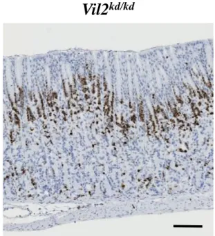 Fig. 14 野生型とVil2 kd/kd マウスの胃体部における増殖細胞の発現分布