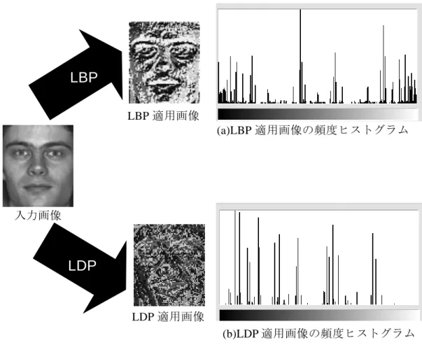 図 6.4(a)は LDP を適用する前の顔画像であり，図 6.4(b)は，図 6.4(a)の顔画像に対して LDP を適用した結果画像である．また図 6.5 は LBP と LDP 適用画像をそれぞれヒストグラム化 し，特徴量の比較を行っている．図 6.5 の入力画像は照明変化の影響を受け，頬や額周辺 における輝度値の変化が激しい．そこで，それらの領域に対して LBP を適用した場合，変 化の激しさを保持した LBP 適用画像が算出されている．また図 6.5(a)の頻度ヒストグラム において，頻度は 50