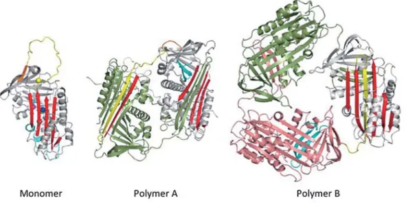 Figure the native and two different polymer structures of α 1 -antitrypsin