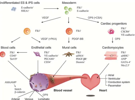 Fig. 1: Cardiovascular development in ES and iPS cell   differentiation system